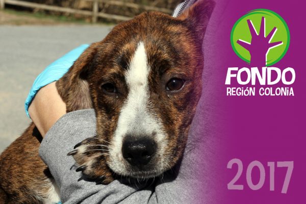 refugio canino juan lacaze